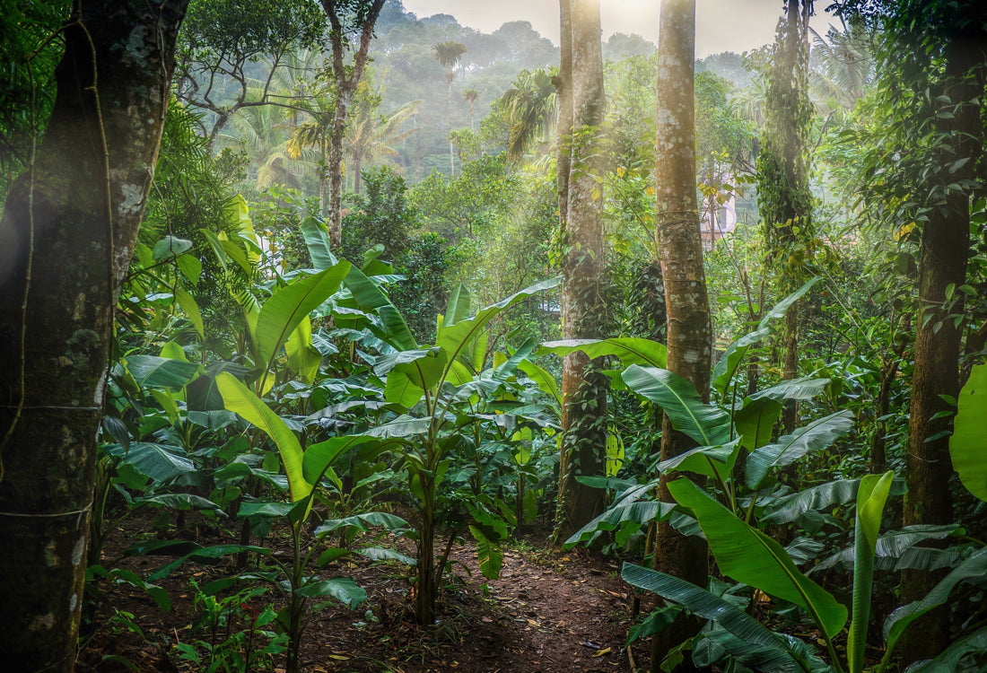 the gift that keeps on giving: carbon neutral corporate gifting