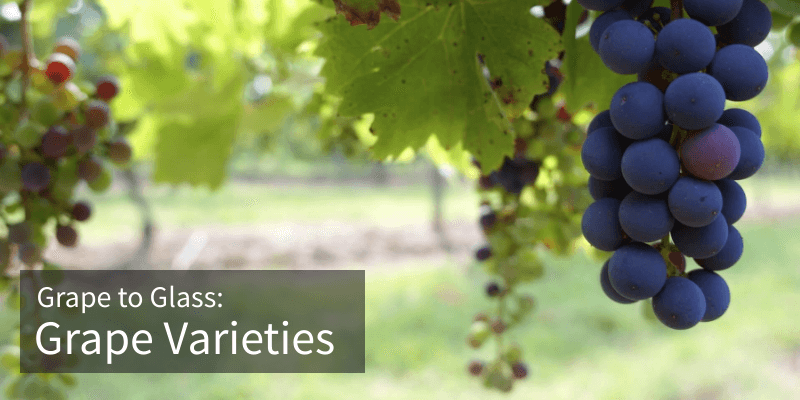 grape varieties banner