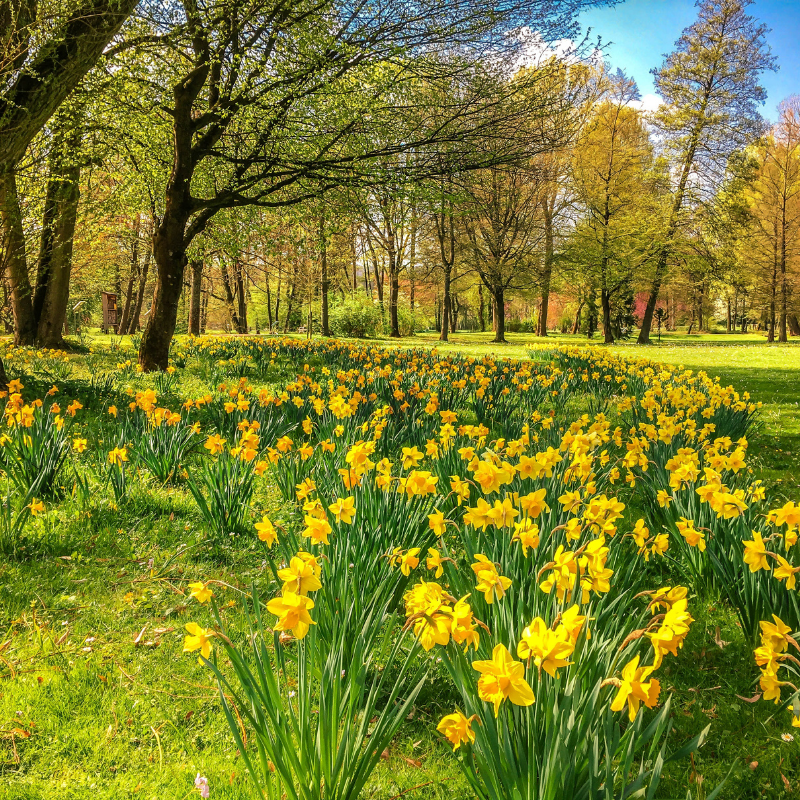 Landscape of daffodils and trees against bluesky